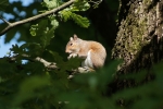 alberto_de-ciechi_fauna_1_ti-ho-visto_tempietto