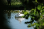 alberto_de-ciechi_fauna_2_spiando-tra-le-foglie_laghetto