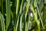 andrea_calloni_fauna_1_a-riposo_riva-laghetto