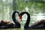 daniele-ingegneri_fauna-2_un-cuore-due-cigni_laghetto