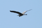 fauna-2_airone-cinerino_prato-di-fronte-al-vigneto