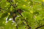 filippo-donadoni_fauna-1_squilibrio-alimentare_grotta