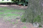 garavaglia-stefano-fauna-del-parco-di-villa-annoni-amico-sei-nei-pressi-della-zona-baretto