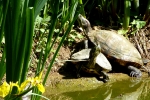 giuliano_lavazza_fauna_2_le-amiche_laghetto