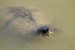 maria-rosalba_ceriotti_fauna_1_una-boccata-daria_laghetto-jpeg