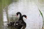 mario_bollati_fauna_2_timidi-sguardi_laghetto