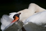 roberto_garavaglia_fauna_1_ritratto-di-cigno-bianco_riva-laghetto-jpg