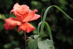 alberto_de-ciechi_flora_1_rose-rosse-per-te_roseto