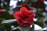 Primavera