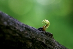 fabrizio_marmonti_flora_1_germoglio-sul-ramo-di-un-albero_vicino-al-laghetto