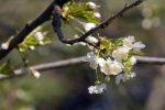 giulio-mancin_flora-1_in-fiore_sentiero-dei-ciliegi