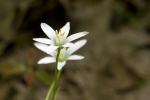 giulio-mancin_flora-2_nel-sottobosco_sentiero-dei-ciliegi