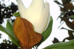 luciana-remigio_flora-2_profumo-daltri-tempi_magnolia_davanti-alla-villajpg