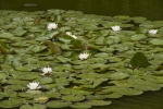 mario_bollati_flora_2_cielo-verde_laghetto