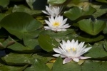roberto_garavaglia_flora_2_ninfee_riva-laghetto-jpg