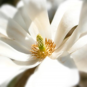 magnolia