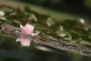 Alberto_De Ciechi_Flora_2_Nymphaea_laghetto