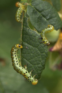 Davide Lo Dico_Fauna 2_Bruchi_vigneto