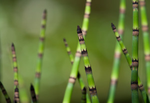 Roberto_Garavaglia_Flora__Bambù_riva laghetto.jpg